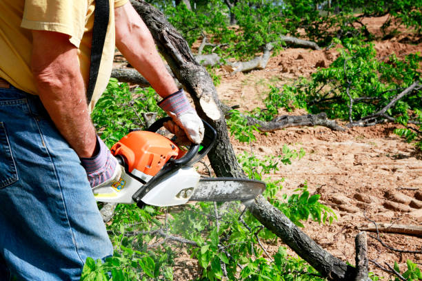 Best Local Tree Services  in Butler, GA